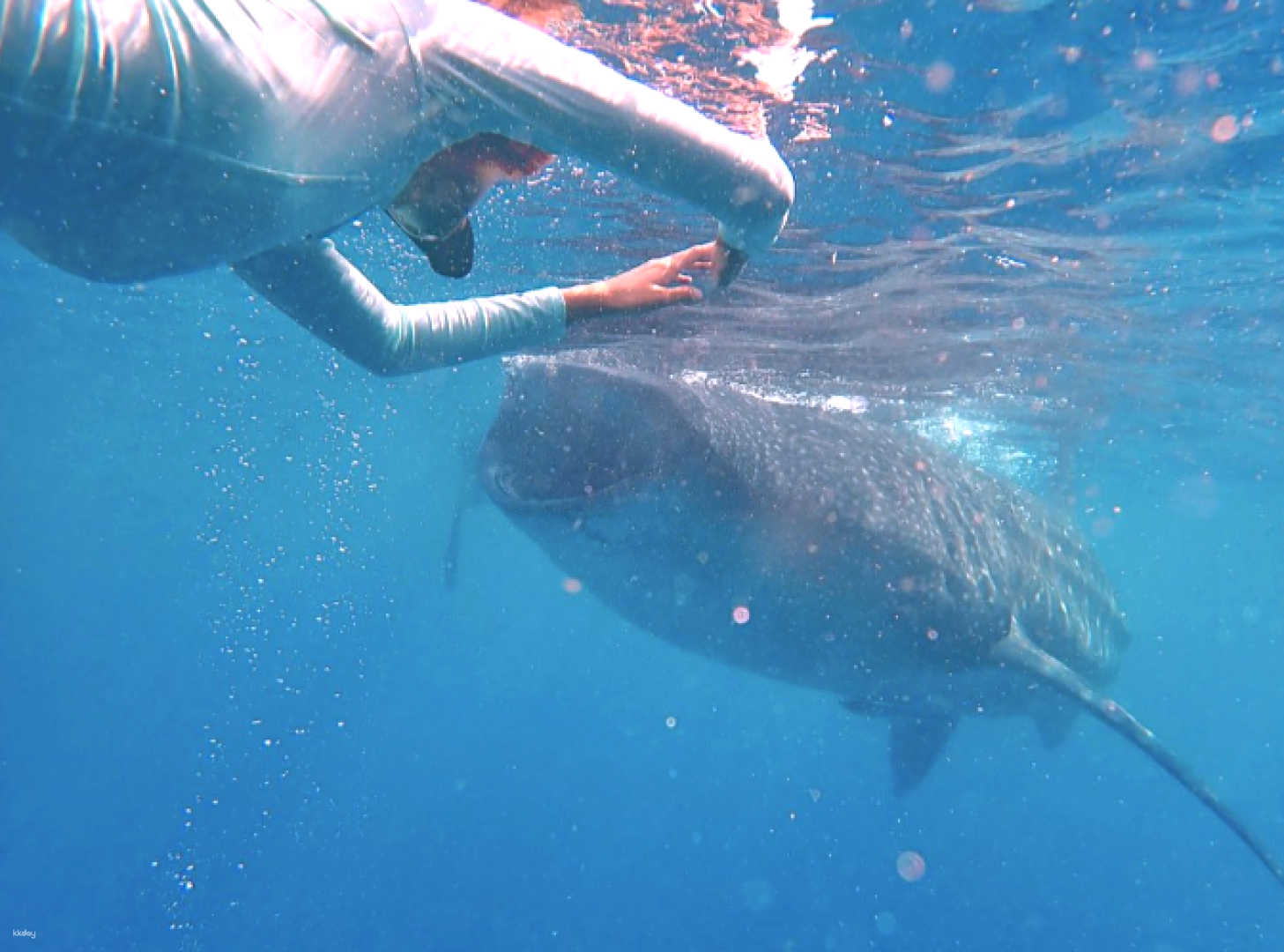 [Cebu] Sharks and turtles! Moalboal Sea Turtles School of Sardines (Oslob) - Photo 1 of 6