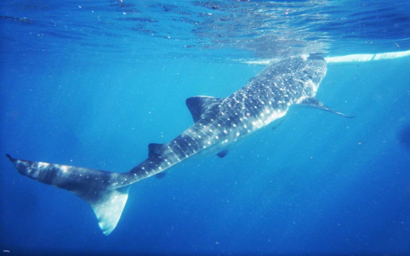 Experience whale shark snorkeling in Oslob One-day sightseeing tour reservation Japanese guide & lunch included (Philippines Cebu Island 1-day tour) by PTN Travel - Photo 1 of 6