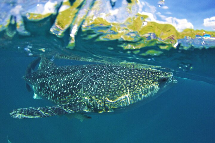 Full Day Shark Watching and Canyoneering in Cebu  - Photo 1 of 4