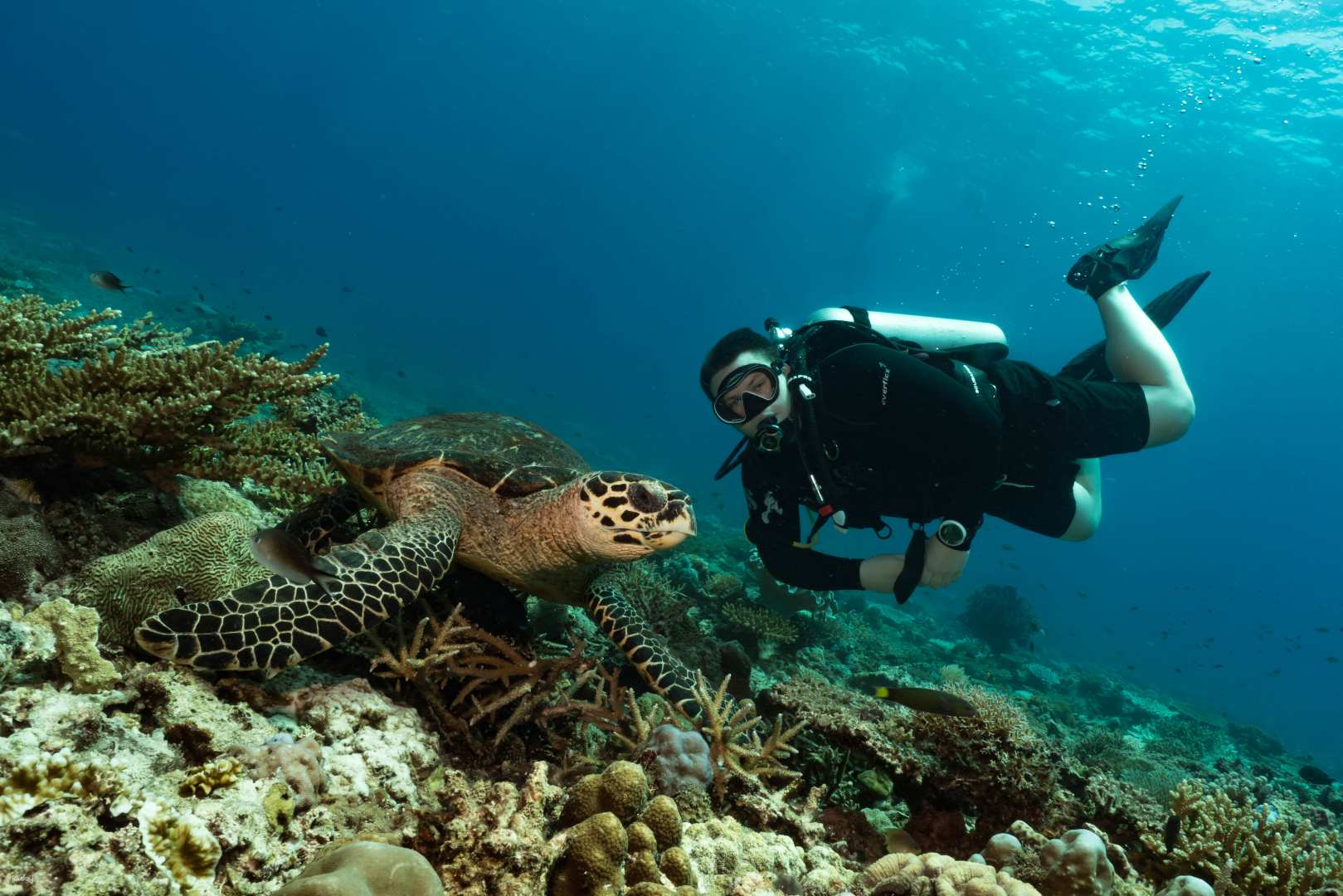 Fun Dives in Boracay for Licensed Scuba Divers | Philippines - Photo 1 of 10