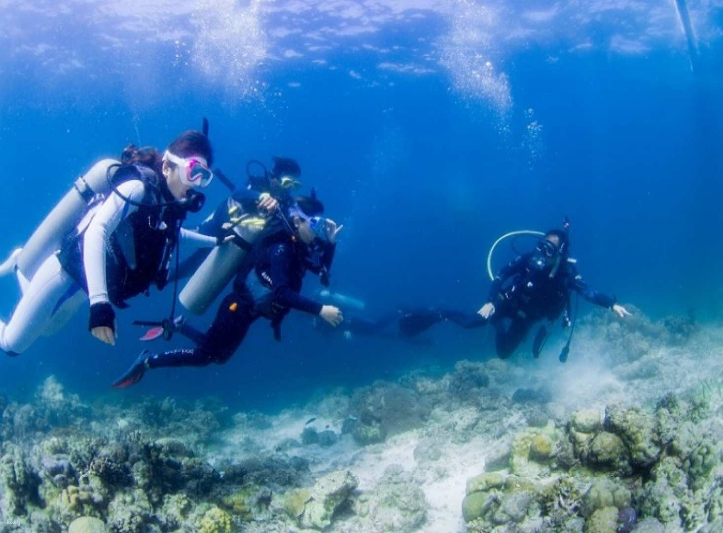 Fun Dives in Cebu for Licensed Scuba Divers with Roundtrip Transfer | Philippines - Photo 1 of 10