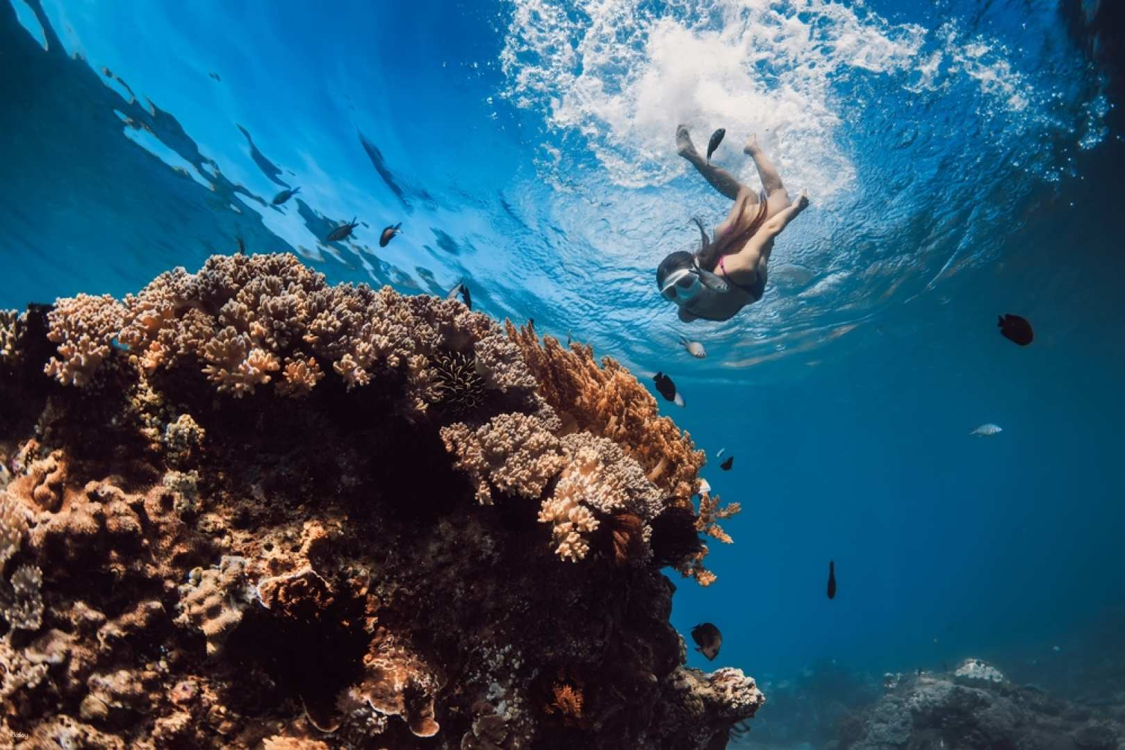 Introduction to Freediving/ Basic Freediving 1-Day Course  | Philippines - Photo 1 of 4