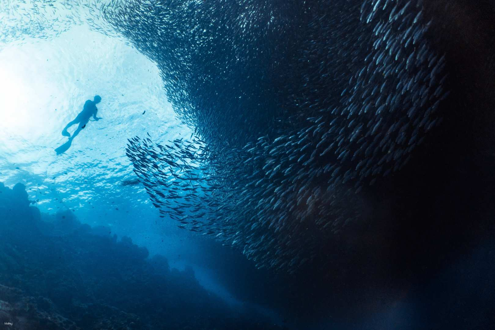 Napaling Reef Snorkeling & Swim with Sardines Experience (Non-Swimmers Friendly!) + Optional Transfer Service | Panglao, Philippines - Photo 1 of 8