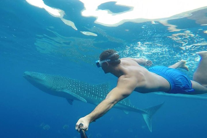 Snorkeling with the whale sharks