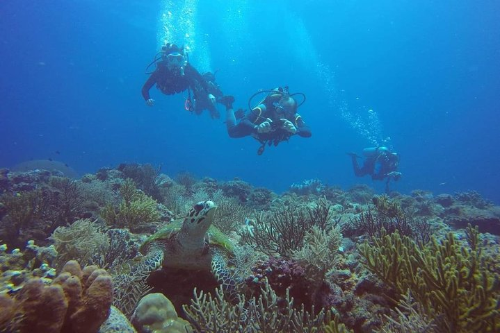 PADI Open Water Course 3-4 Days - Photo 1 of 3