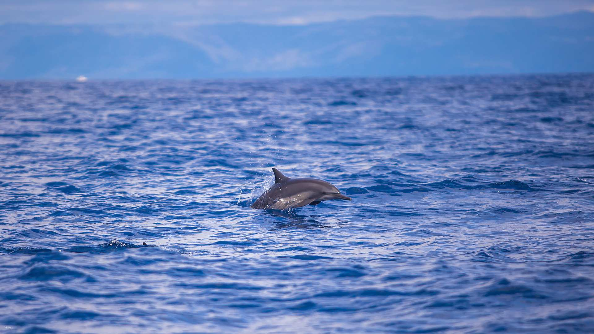 Panglao Island Hopping Day Tour: Balicasag Island & Virgin Island Hopping and Dolphin Watching Budget Half-Day Tour | Bohol - Photo 1 of 9