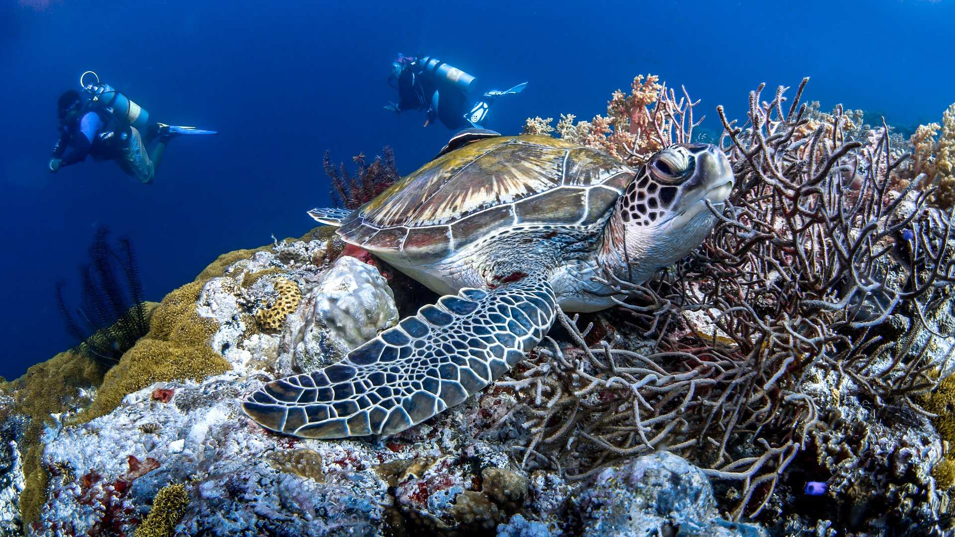 Panglao Island Shared Day Tour: Pamilacan Island Snorkeling with Lunch, Optional Transfer Service | Bohol - Photo 1 of 9