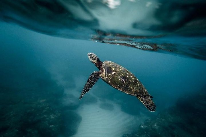 Turtles in Moalboal