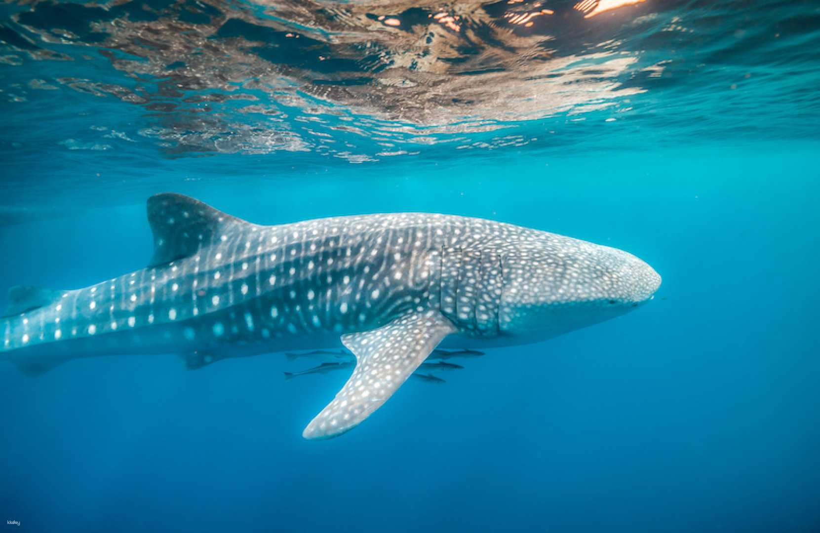 Private Tour: Bohol Whaleshark Experience With Countryside Tour and Lunch | Philippines - Photo 1 of 6