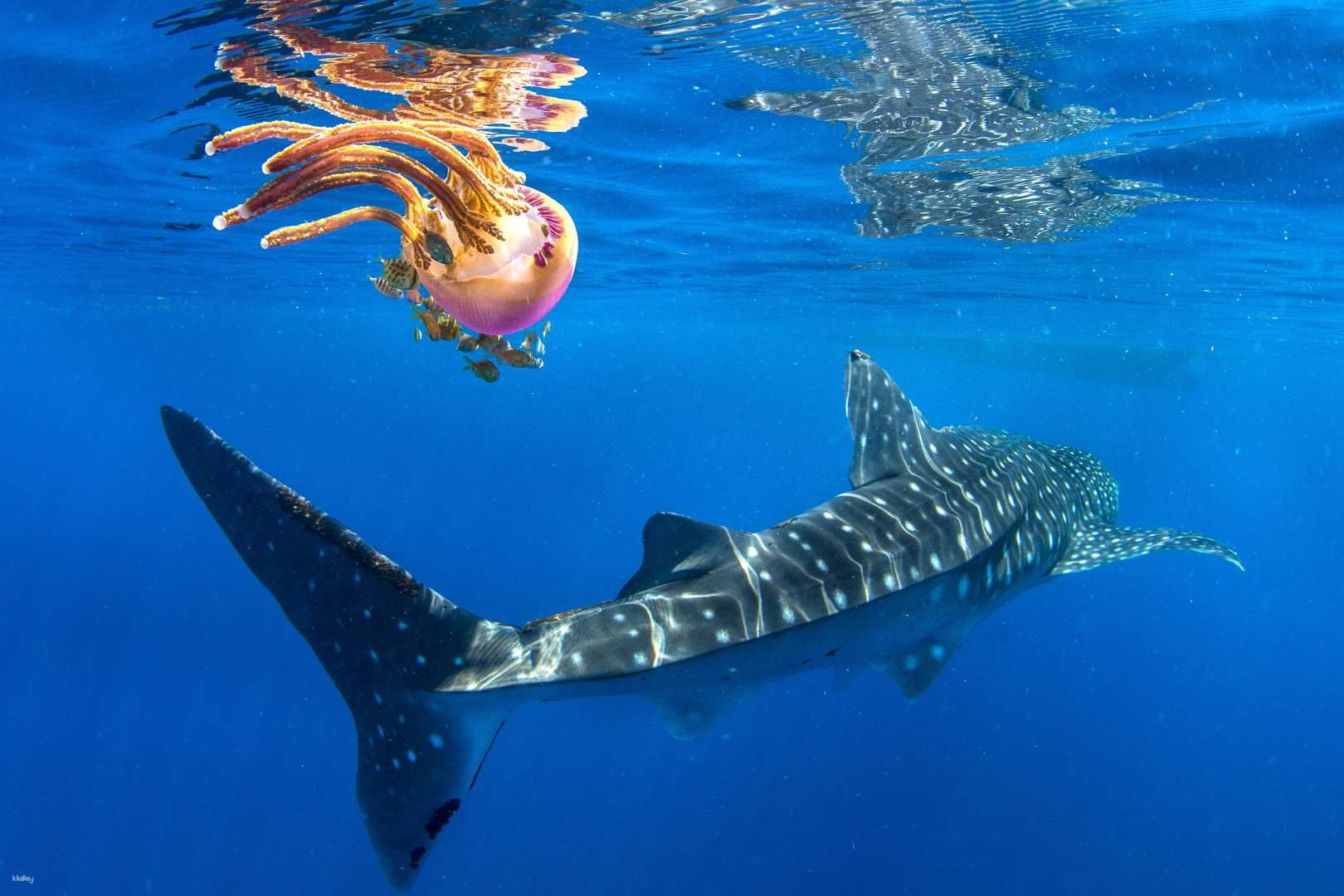 Puerto Princesa Private Whale Shark Experience with Lunch | Palawan - Photo 1 of 8