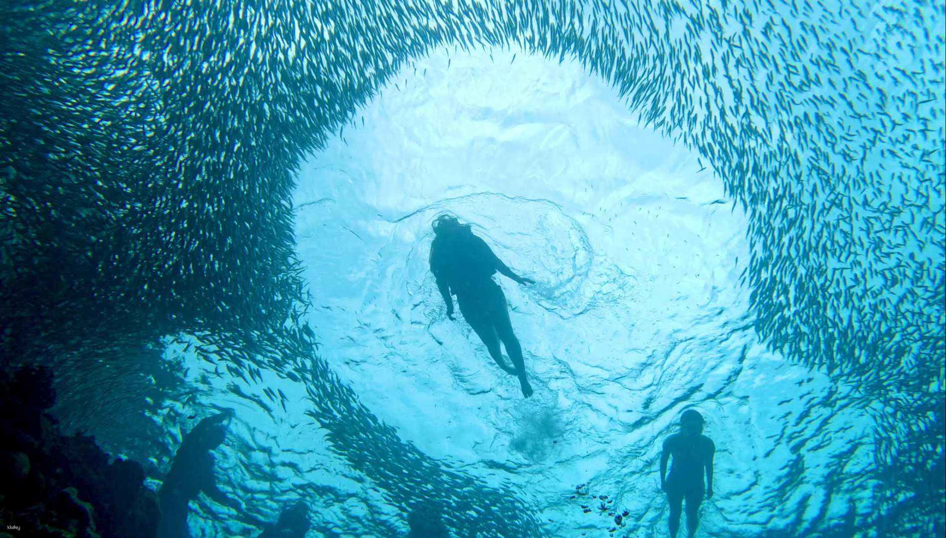 Sardine Snorkeling in Panglao with Roundtrip Transfer | Bohol - Photo 1 of 3