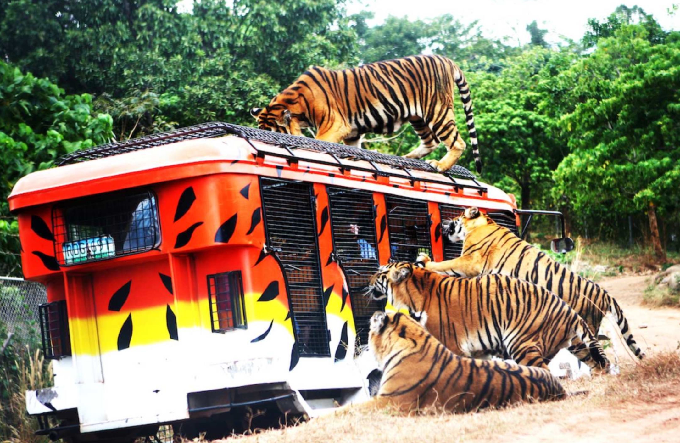 Subic Zoobic Safari Admission Ticket - Photo 1 of 9