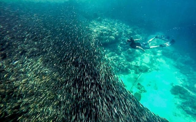 Moalboal Sardine Run