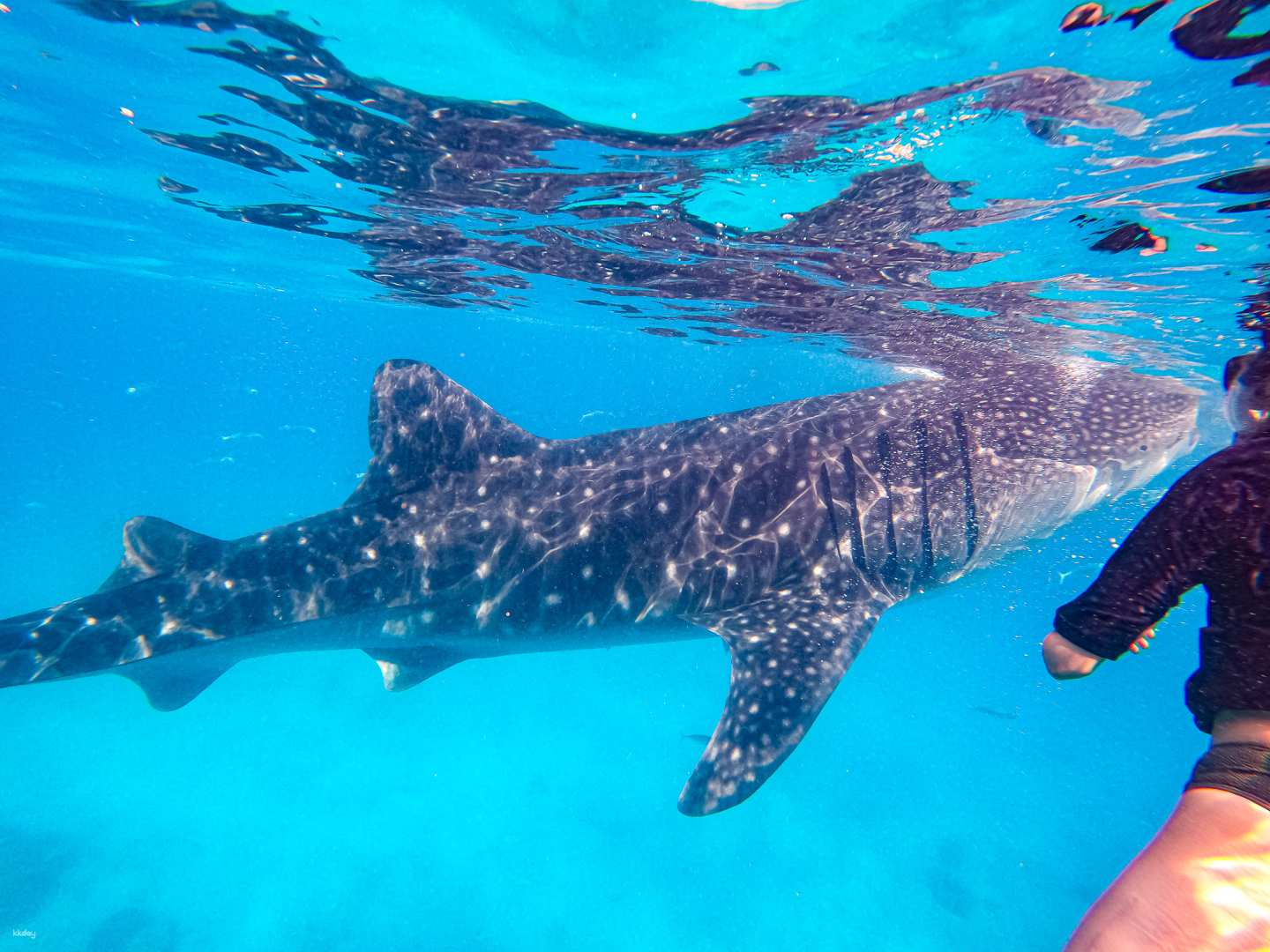 Visit the 2 most popular spots in Cebu! Snorkeling with whale sharks + Kawasan Falls canyoning tour <Japanese language support and insurance included> - Photo 1 of 6