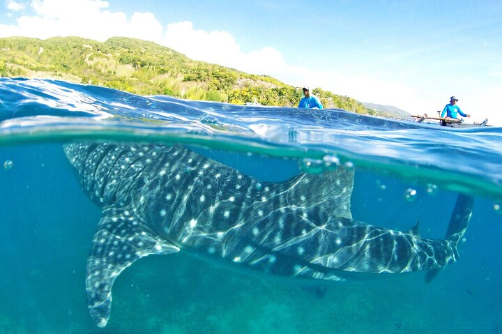 Whale Shark, Canyoneering, Sardines Run and Turtles with Transpo - Photo 1 of 6