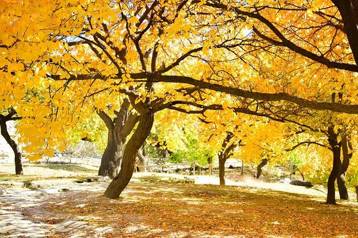 Autumn in Hunza (Royal Garden Altit)