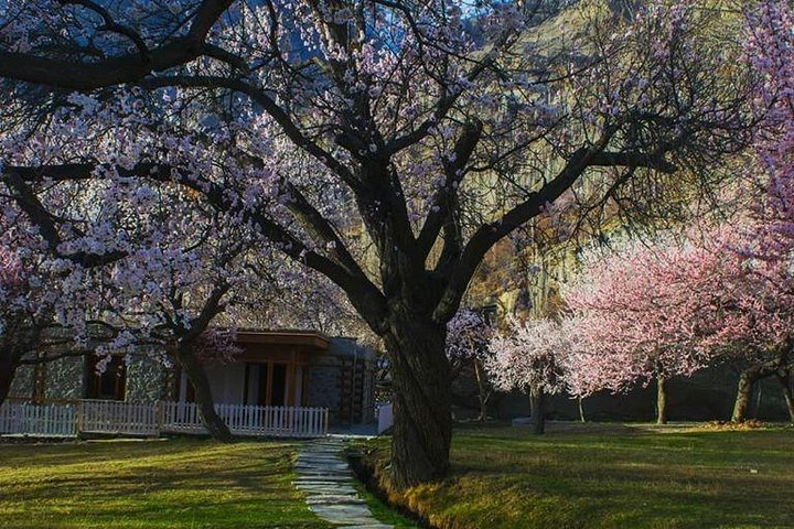 Cherry Blossom at the Royal Garden at Altit Fort 