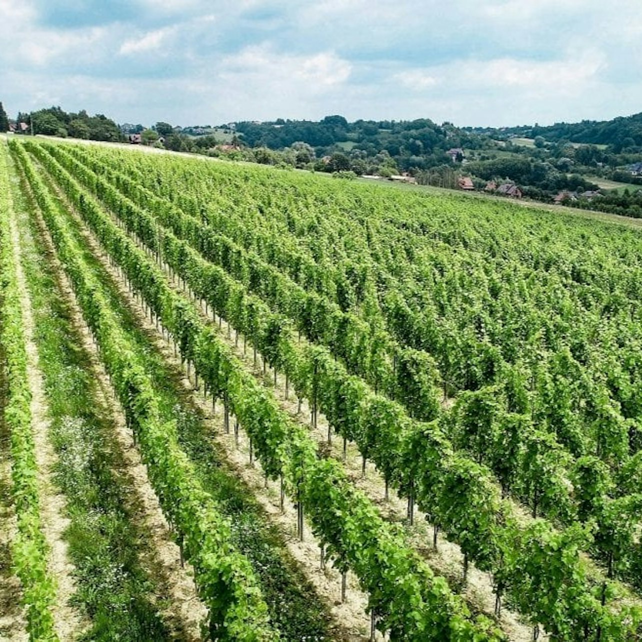 From Krakow: Wine Tasting at Wieliczka Vineyard - Photo 1 of 11