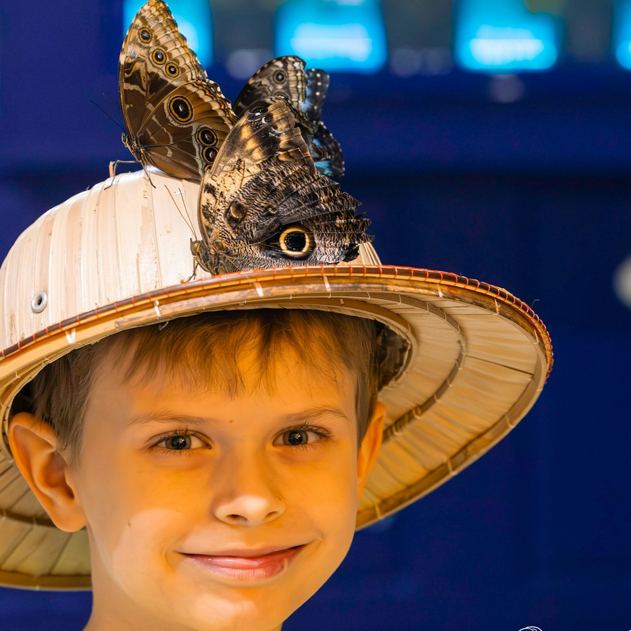 Living Butterfly Museum - Photo 1 of 3