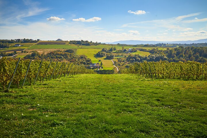 Wieliczka Vineyard: Wine tasting with local snacks - Photo 1 of 7