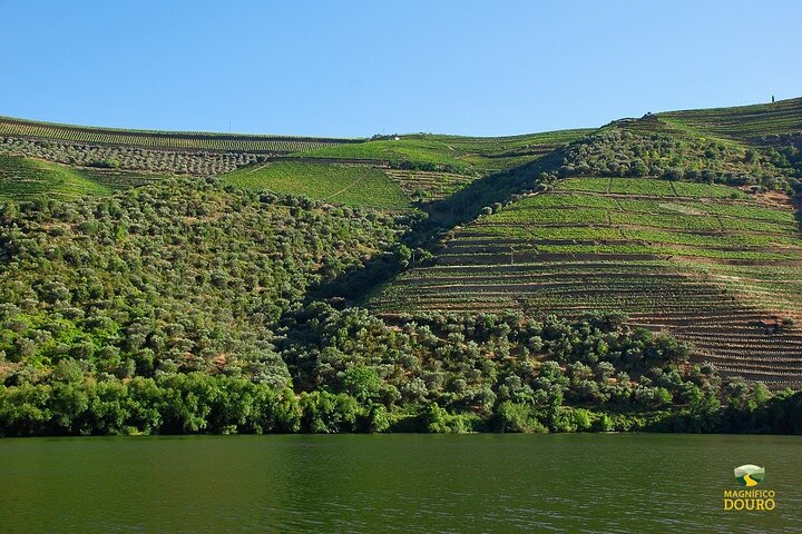 2-hour Rabelo Boat tour in Pinhão - Photo 1 of 25