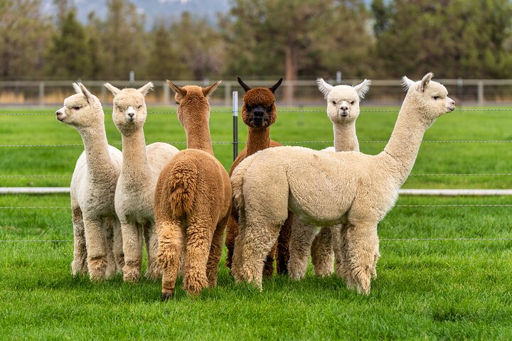 Alpaca Meet and Feed in Grândola - Photo 1 of 9