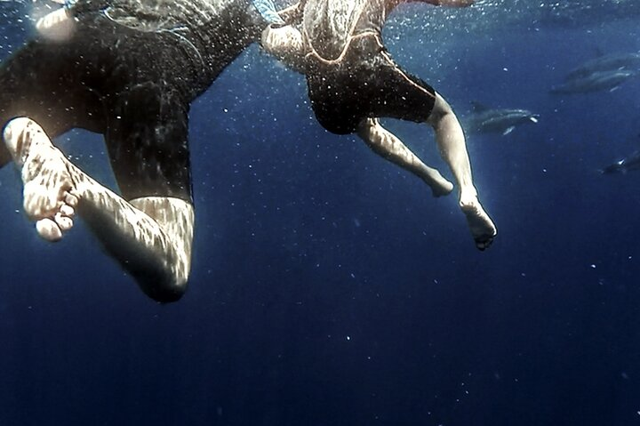 Azores Swim With Dolphins Atlantic Experience - Photo 1 of 9