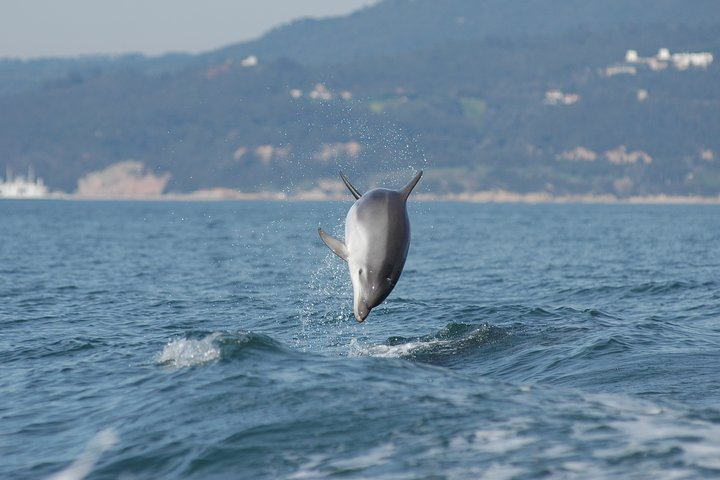 Become a dolphin protector! Lisbon Eco-dolphin watching - Photo 1 of 6