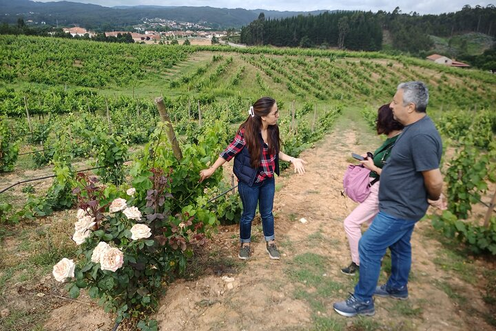 Dão Wine Route experience, full-day from Coimbra - Photo 1 of 14