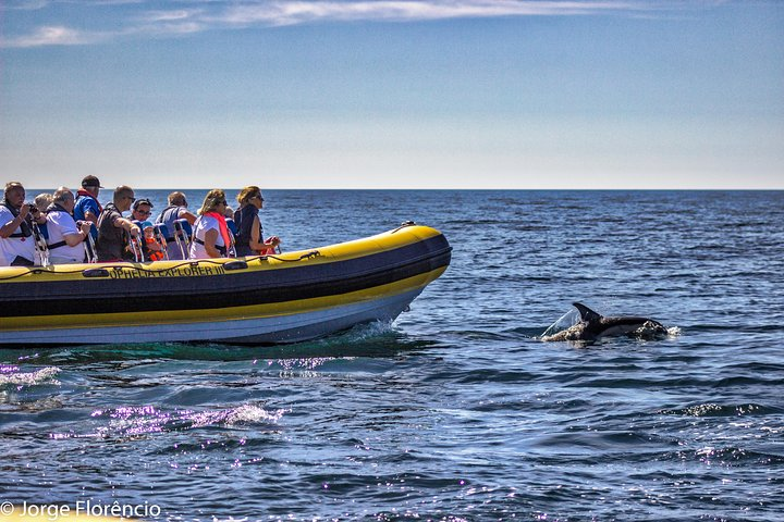 Dolphin Discovery - Photo 1 of 7