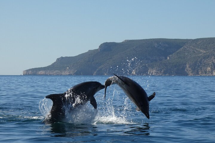 Dolphin Watching and Tour in the Arrábida Natural Park - Photo 1 of 25