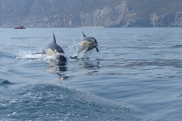 Dolphin Watching at the Arrabida (Lisbon region) - Photo 1 of 14