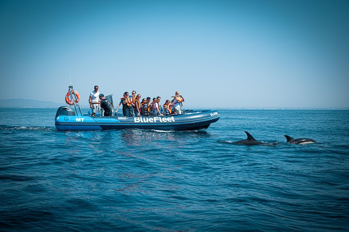 Dolphin Watching from Lagos - Photo 1 of 9