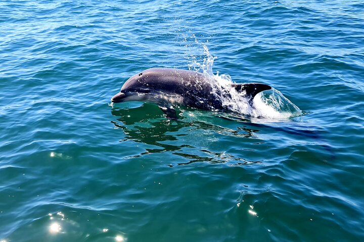  Dolphin Watching in Sesimbra - Photo 1 of 3