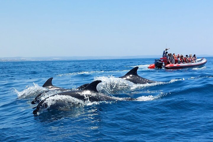 Dolphins and Benagil Caves from Albufeira - Allboat - Photo 1 of 25