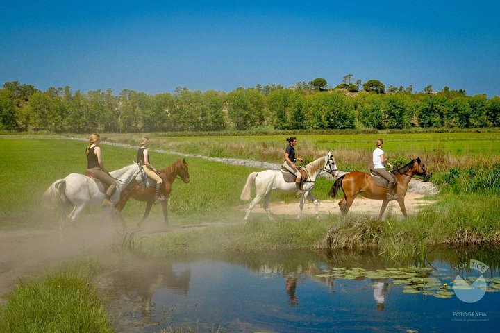 HORSES ON THE BEACH NATURAL PARK