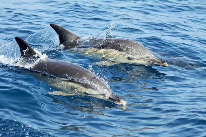 Common Dolphins