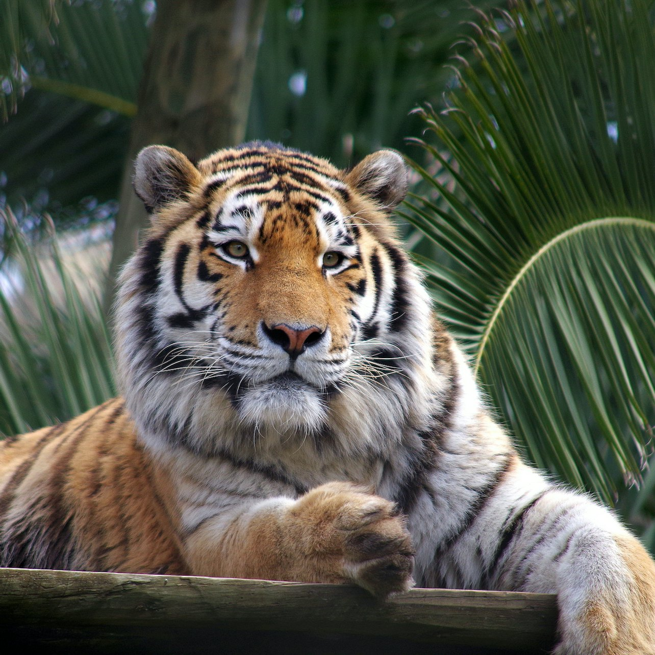 Lisbon Zoo: Fast Track Ticket - Photo 1 of 7