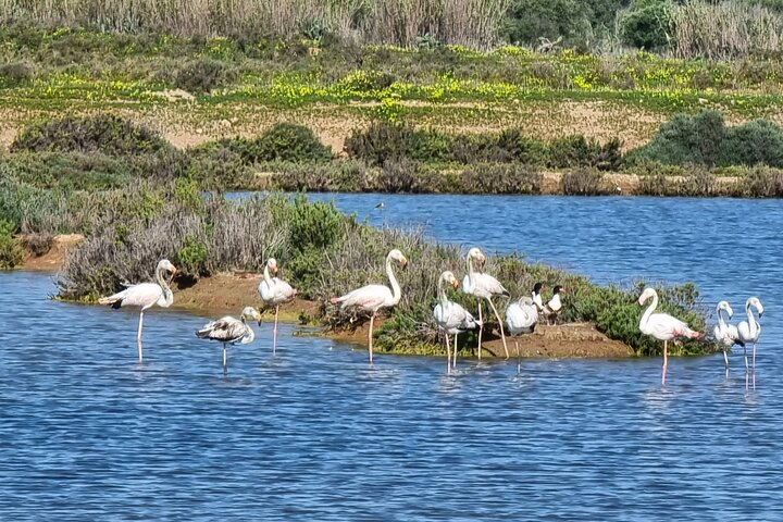 Flamingo's, all year round.