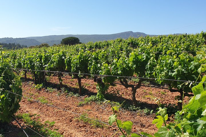 Private Tour of Azeitão / Palmela / Setúbal Wines - Photo 1 of 25