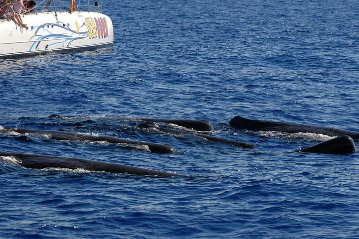 Seaborn Catamaran trips - Photo 1 of 7