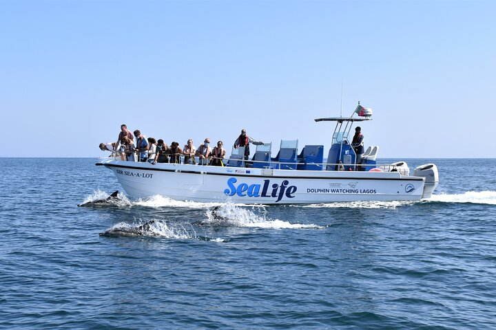 Sealife Sea Safari, Dolphin Watching with Marine Biologist's Lagos - Photo 1 of 22