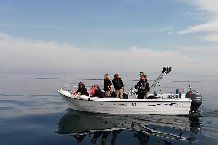 Small Group Dolphin and Wildlife Watching Tour in Faro - Photo 1 of 12