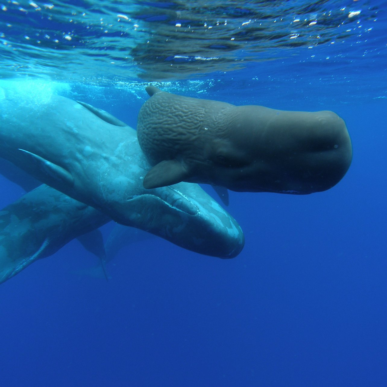 Whale and Dolphin Watching Cruise from Ponta Delgada - Photo 1 of 6