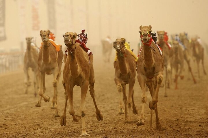 Doha, Qatar: Came Racing Track, Oryx & Sheikh Faisal Museum Tour. - Photo 1 of 9