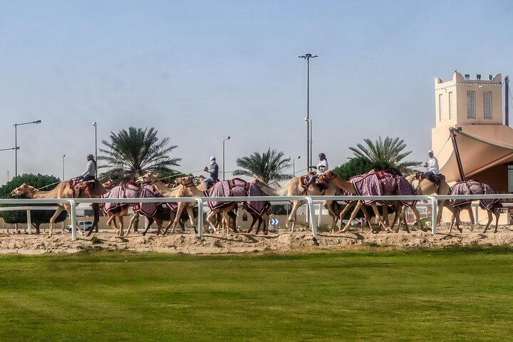 Camel race track 