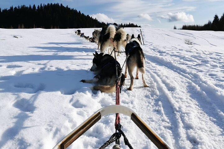 1.5-Hour Private Dog Sledding Tour in Harghita County - Photo 1 of 5