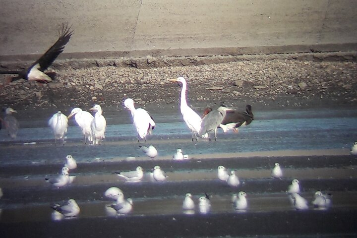 3-Hour Private Birdwatching in the Wetlands near Brasov - Photo 1 of 15