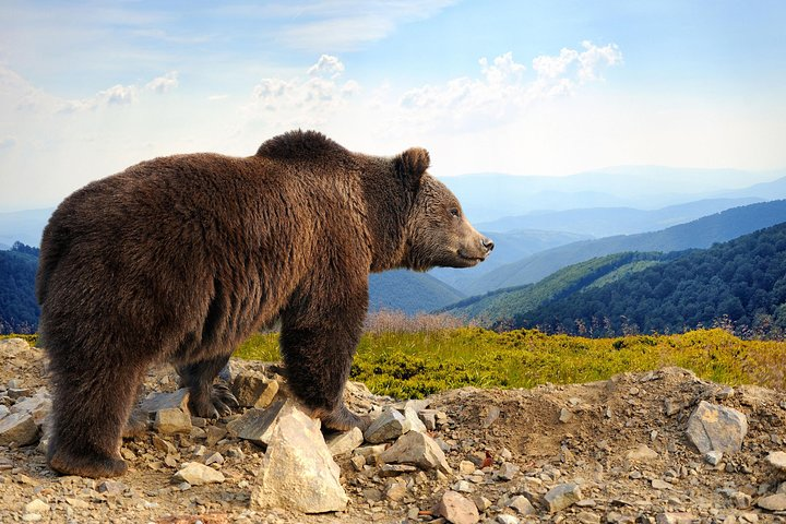 King of the Carpathian Mountains