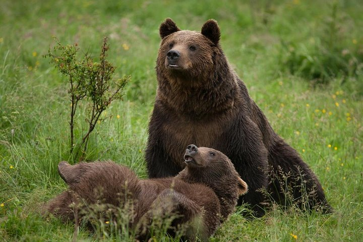 Bear Sanctuary & Rasnov Fortress - Private day tour from Bucharest - Photo 1 of 16